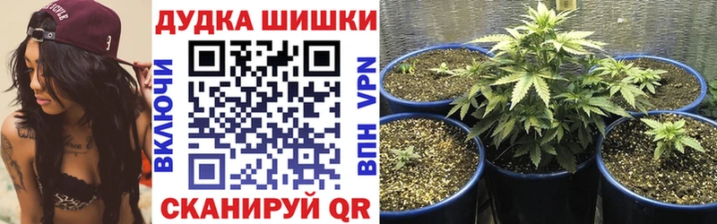 Бошки марихуана конопля  omg как войти  Красноярск  где купить наркотик 